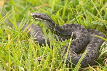 Adder