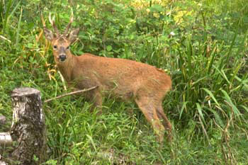 Roe Deer