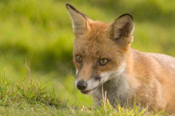 Fox
