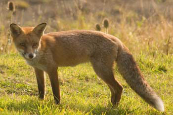 Fox
