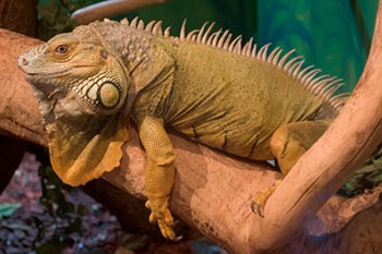 Green Iguana