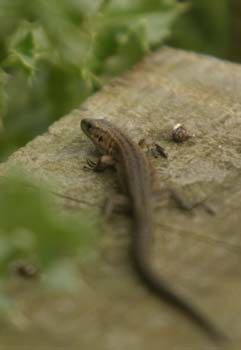 Common Lizard