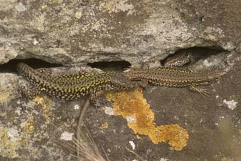 Lizard 013
