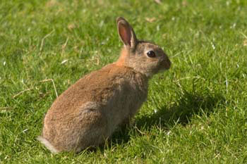 Rabbit