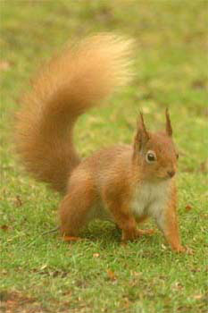 Red Squirrel