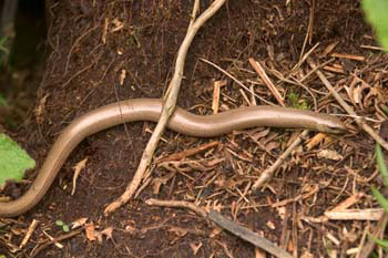 Slowworm