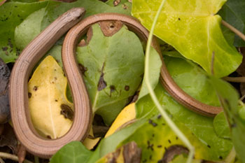 Slowworm