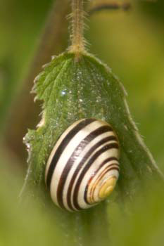 Snail