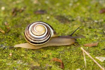 Snail