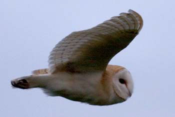 Barn Owl