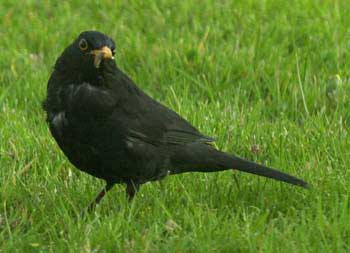 Blackbird