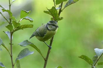 Blue Tit