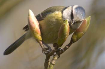 Blue Tit