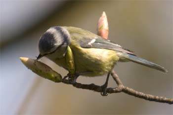Blue Tit