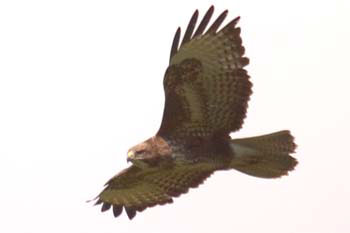Buzzard
