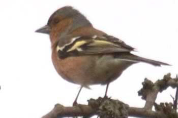 Chaffinch