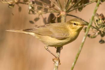Chiffchaff