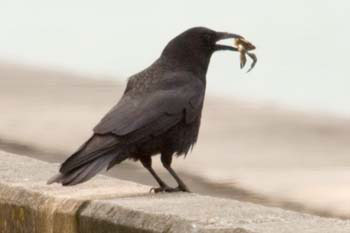 Crow
