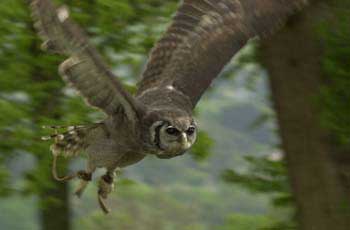 Eagle Owl