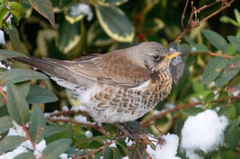 Fieldfare