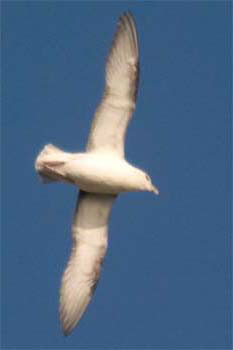 Fulmar