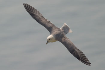 Fulmar