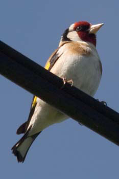 Goldfinch