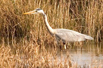 Heron