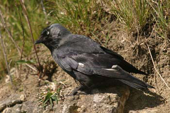 Jackdaw