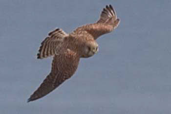 Kestrel
