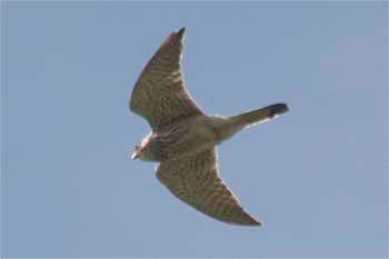 Kestrel