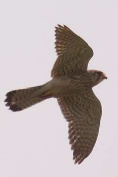 Kestrel