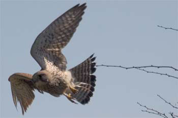 Kestrel
