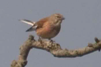 Linnet