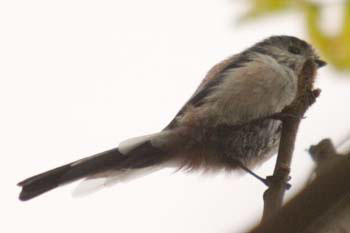 Longtailed Tit
