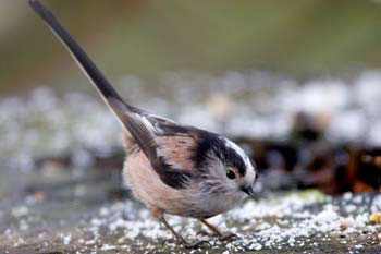 Long Tailed Tit