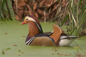 Mandarin duck