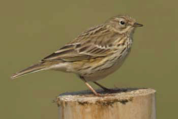 Meadow Pippit