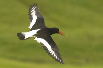 Oystercatcher