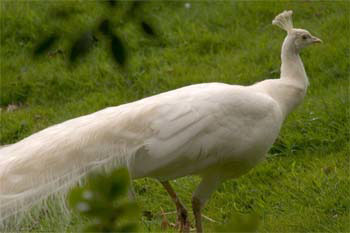 Peacock