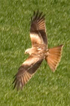 Red Kite