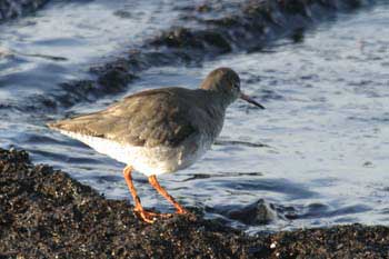 Redshank