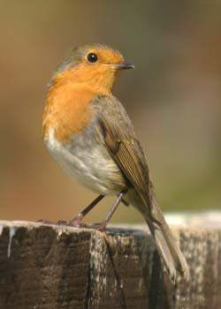 Robin