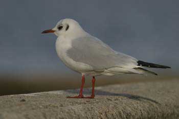 Seagull