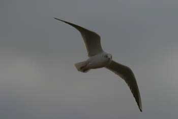 Seagull