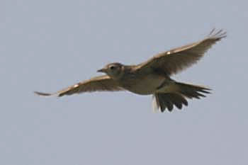 Skylark