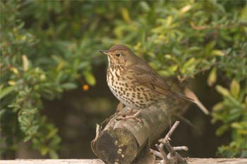 Thrush