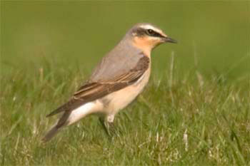 Wheatear