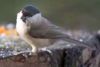 Willow Tit