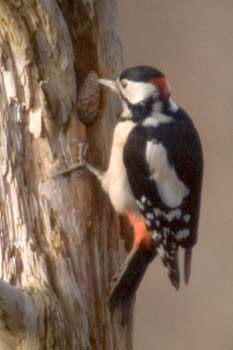 Great Spotted Woodpecker